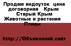 Продам индоуток ,цена договорная - Крым, Старый Крым Животные и растения » Птицы   